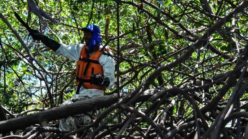 Anger as Brazil revokes mangrove protection regulations