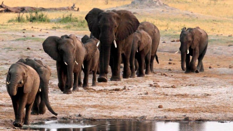 Zimbabwe: Elephants die from ‘bacterial disease’