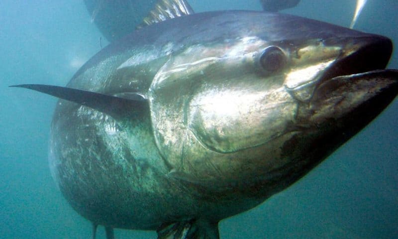 Japan Seeks to Boost Catch Limits of Prized Bluefin Tuna