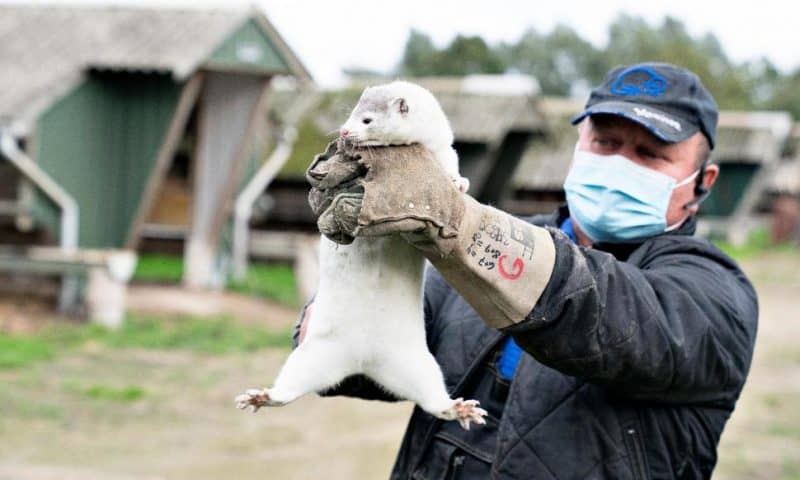 Danes Start Culling 2.5 Million Minks After Virus Hits Farms