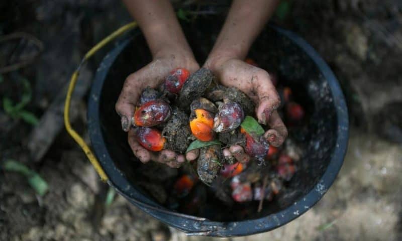 US Says It Will Block Palm Oil From Large Malaysian Producer