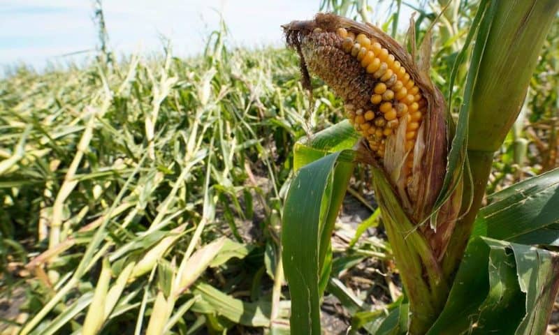 Iowa’s Derecho Crop Losses Increase by More Than 50%