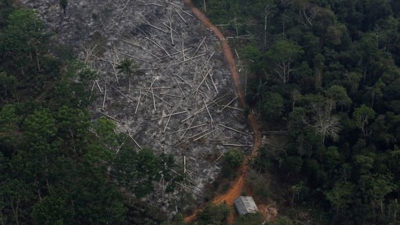 Brazil’s Amazon: Deforestation ‘surges to 12-year high’