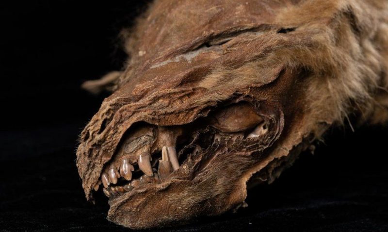 Ancient mummified wolf cub in Canada ‘lived 56,000 years ago’