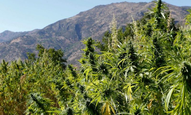 Morocco Moves Toward Legalizing Medical Marijuana
