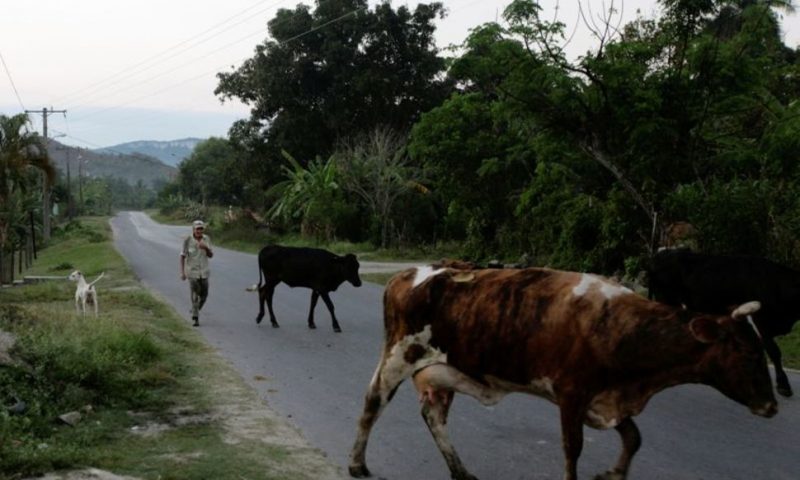 Cuba Loosens Ban on Cattle Slaughter, Sales of Beef, Dairy