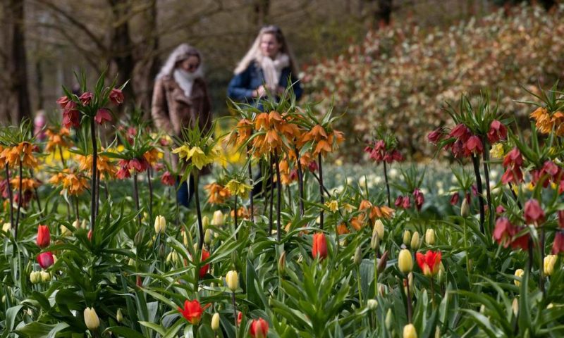 Visitors Tiptoe Through the Tulips in Dutch Virus Test
