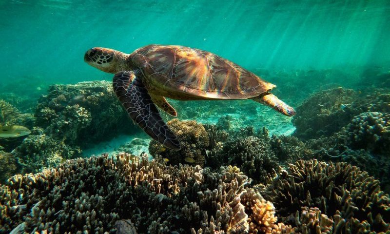 Unesco: Great Barrier Reef should be listed as ‘in danger’