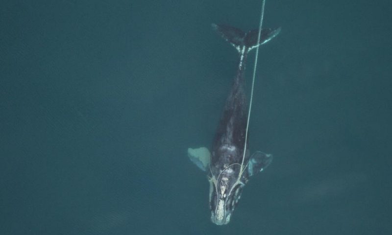 Shrinking Giants: North Atlantic Right Whales Getting Tinier