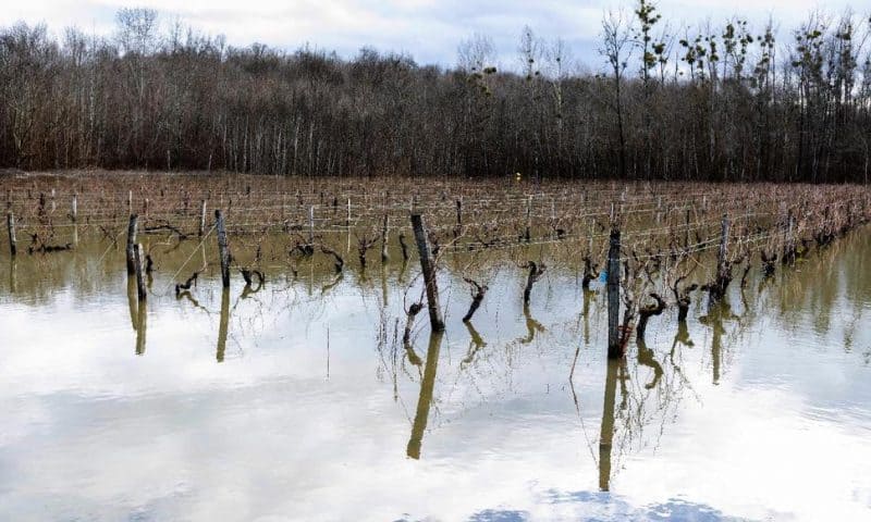 Costly Frost in France Attributed to Climate Change