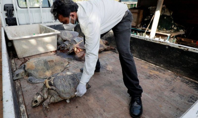 Sri Lanka: Hundreds of sea animals washed ashore after ship disaster