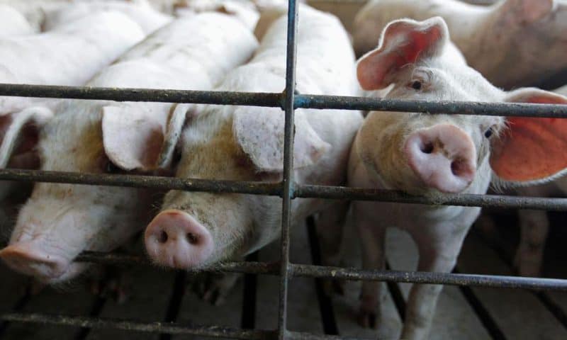 New US Rules to Protect Animal Farmers Expected This Week