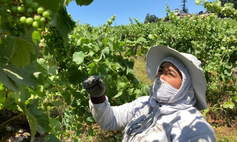 Smoke, Extreme Heat Pose Harsh Test for West Coast Vineyards