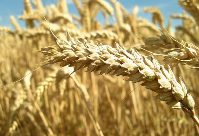 Romanian Wheat Cheapest on Offer at Egyptian GASC Tender