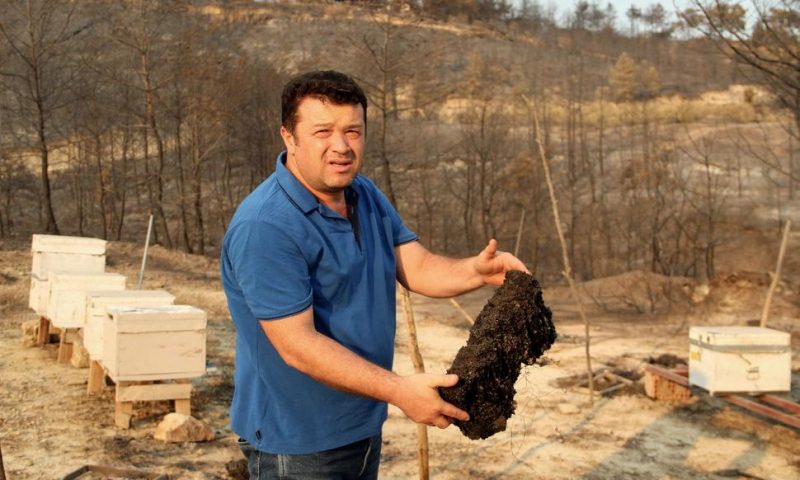 Devastated by Wildfires, Turkey’s Beekeepers See Grim Future
