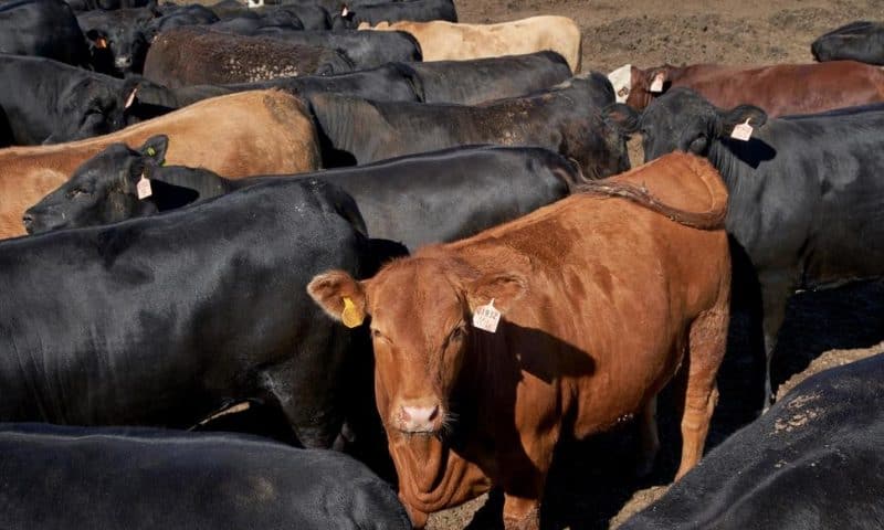 Cattle Producers Have a Beef With 35-Year Marketing Campaign