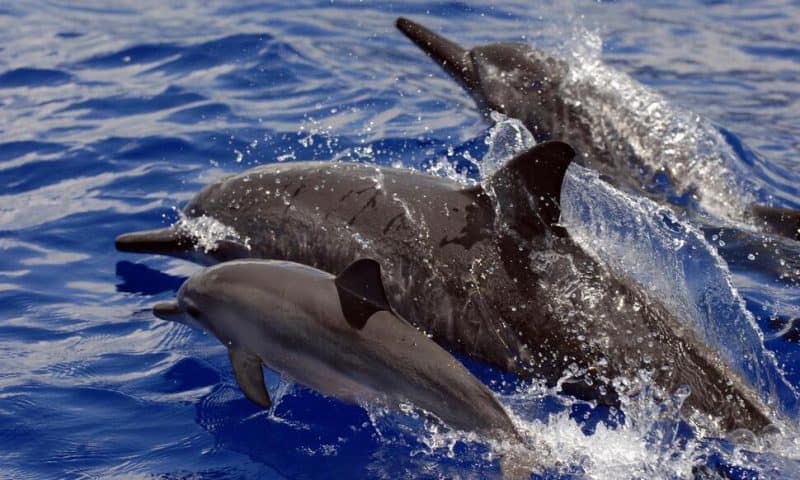 US Bans Swimming With Hawaii’s Nocturnal Spinner Dolphins