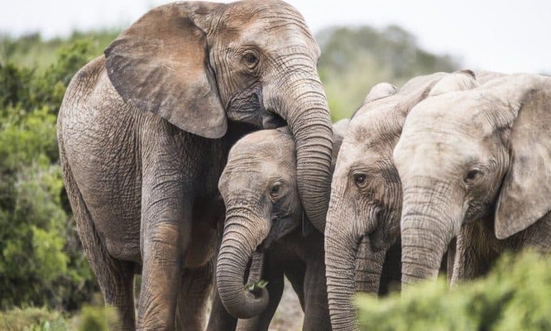 Mozambique: Tuskless elephant evolution linked to Ivory hunting