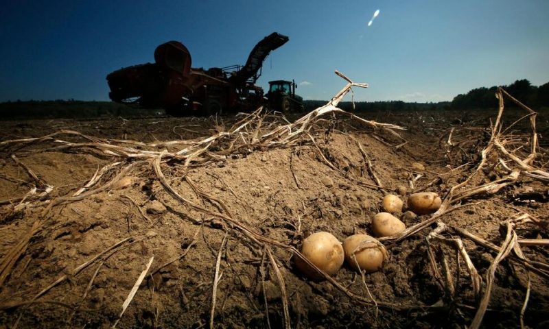 Researchers Try Producing Potato Resistant to Climate Change
