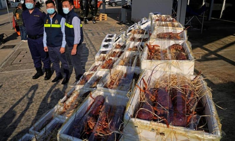 Hong Kong Customs Seize Smuggled Lobsters Amid Australia Ban