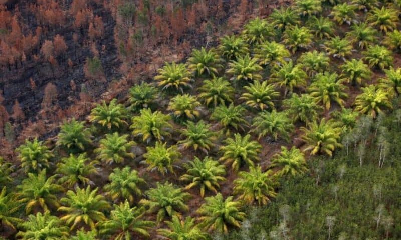 Indonesia Recruits Farmers, Teachers to Battle Anti-Palm Oil Sentiment