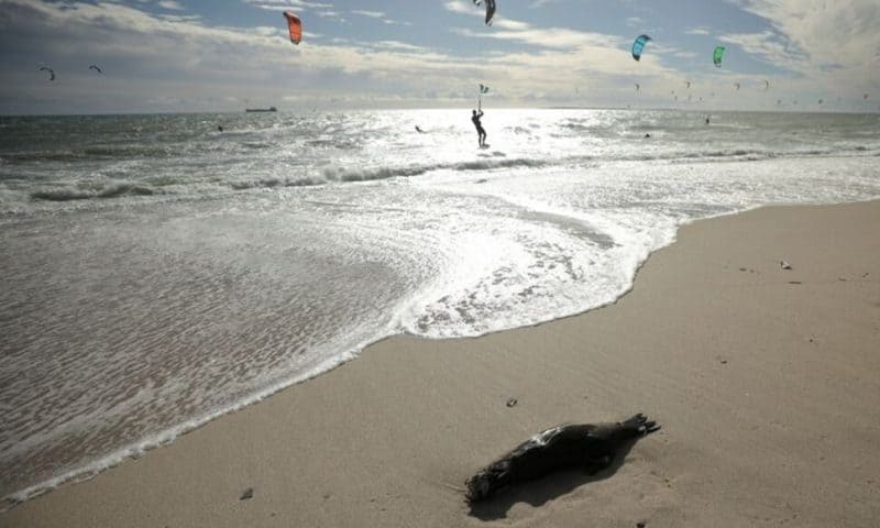 South Africa Investigates Seal Deaths Along Cape Coast