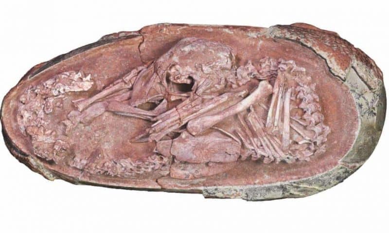 Perfectly preserved dinosaur embryo found in China