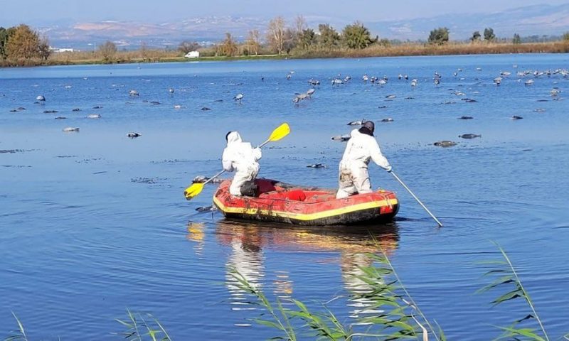 Israel tries to contain avian flu outbreak after 5,000 wild cranes die