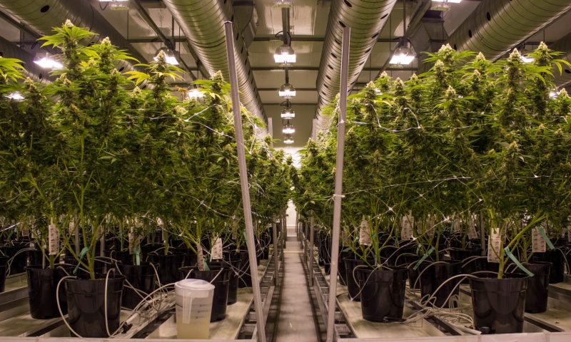 Canopy Growth shares rally after revenue beats analyst target