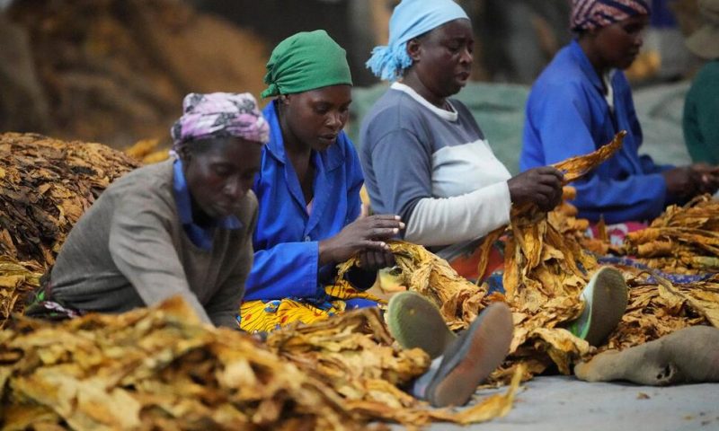 Zimbabwe’s Tobacco Rebounds Amid Worries Over Health, Labor