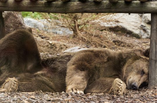 Based on 19 bear markets in the last 140 years, here’s where the current downturn may end, says Bank of America