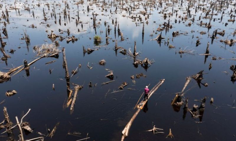 In Nigeria’s Disappearing Forests, Loggers Outnumber Trees