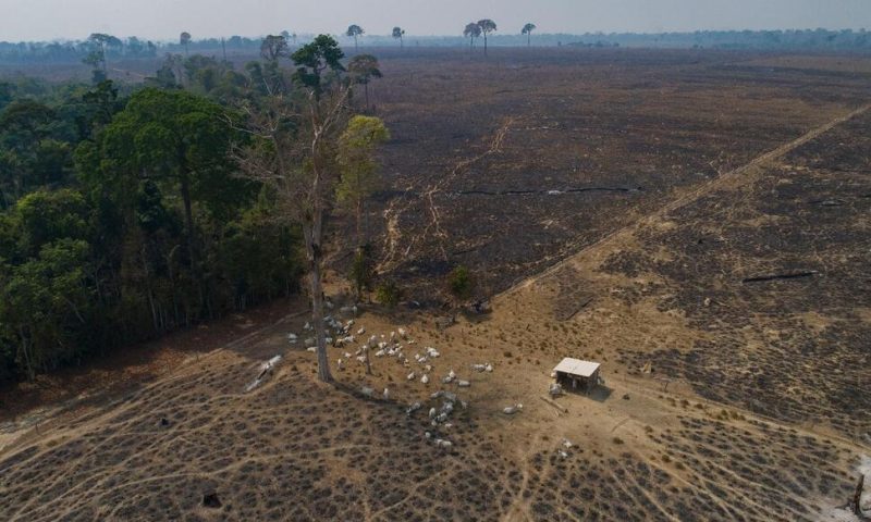 Deforestation in Brazilian Amazon Hits Tragic Record in 2022