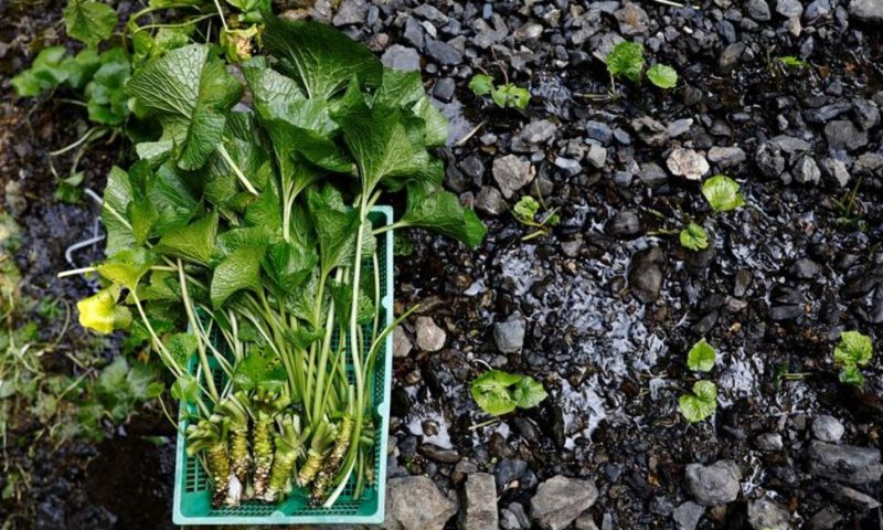 Japanese Horseradish Farmers Fear for Future Amid Climate Change