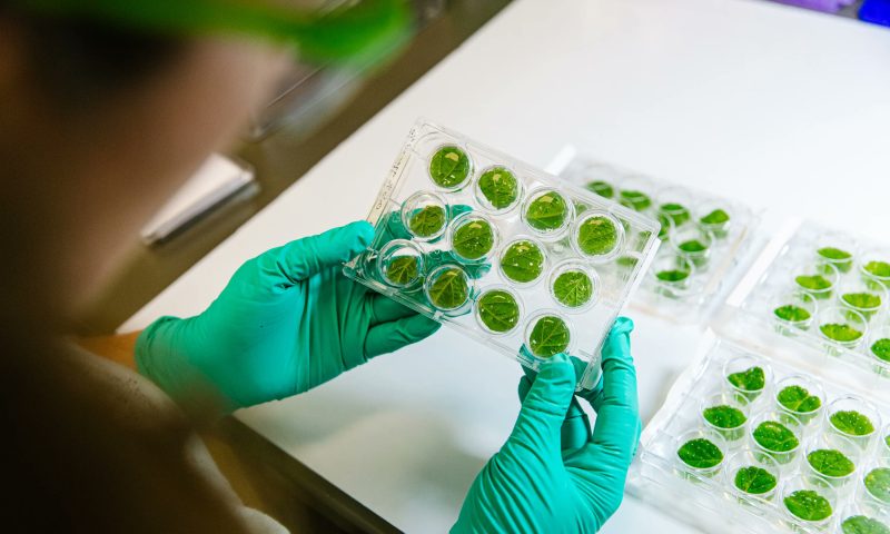GreenLight Biosciences to Trim Workforce to Adjust to Market Conditions