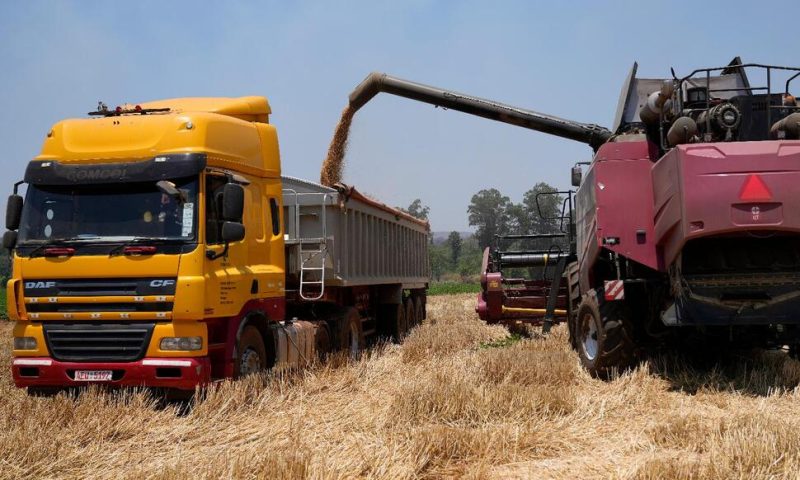 Zimbabwe’s Focus on Wheat Set to Yield Biggest-Ever Harvest