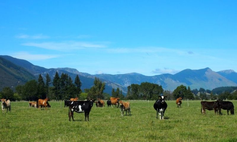On New Zealand Farm, Scientists Reduce Cow Burps to Save the World