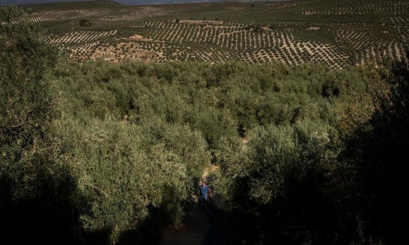 Drought Tests Resilience of Spain’s Olive Groves and Farmers