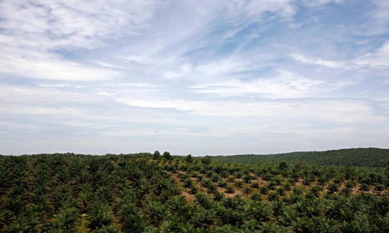 EU Agrees Deal to Ban Products Which Fuel Deforestation