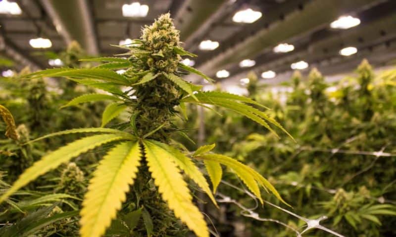 Canopy Growth Corp. stock rises Wednesday, outperforms market