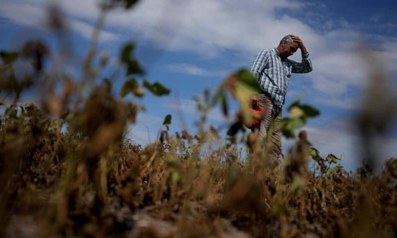 Farmers Struggle in Argentina as Drought Withers Their Crops