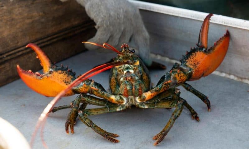 Do-Not-Eat Listing Draws Lawsuit From Maine Lobster Industry