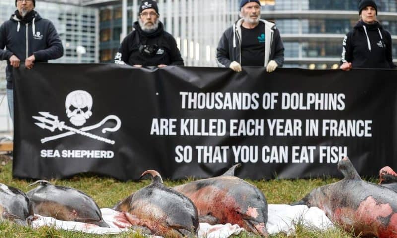 France Ordered to Curb Mass Dolphin Deaths in Fishing Nets