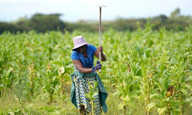 Zimbabwe Reports Record Tobacco Sales, Mostly to China, Yet Many Farmers Deep in Debt