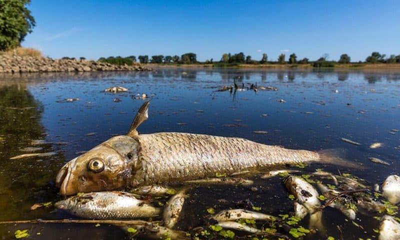 Poland, Germany Discuss Avoiding Repeat of Deadly River Pollution but Ready for All Scenarios