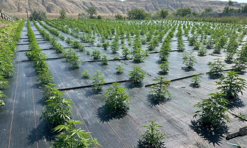 Washington Legal Pot Farms Get Back to Work After Pesticide Concerns Halted Operations