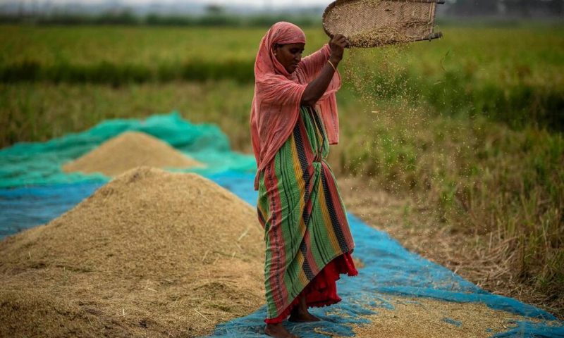 Global Food Prices Rise After Russia Ends Grain Deal and India Restricts Rice Exports