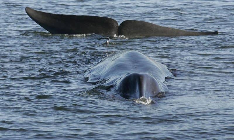 Iceland Says Commercial Whaling Can Resume After Temporary Ban