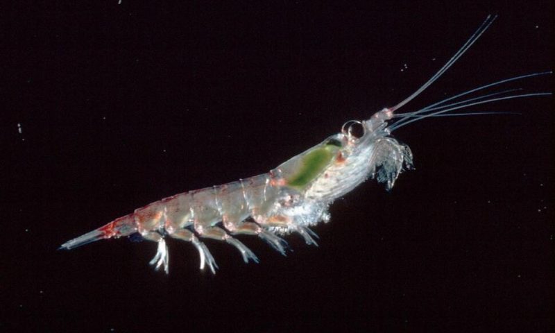 Factory Fishing in Antarctica for Krill Targets the Cornerstone of a Fragile Ecosystem