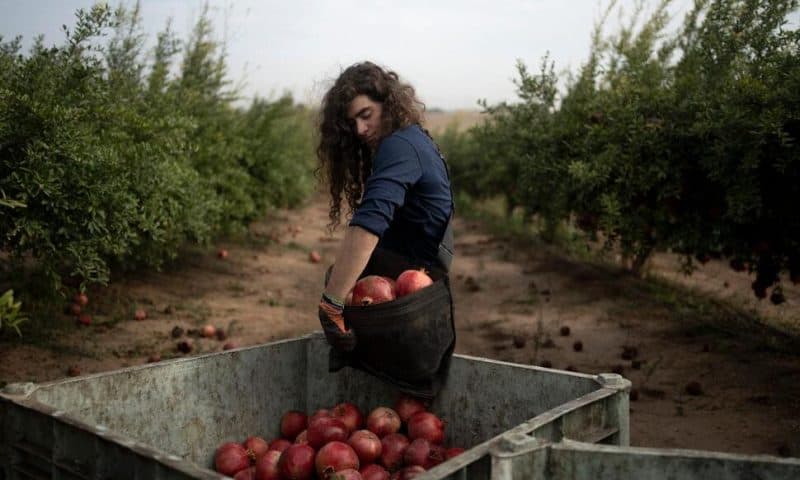 War Plunged Israel’s Agricultural Heartlands Into Crisis, Raising Fears for Its Farming Future